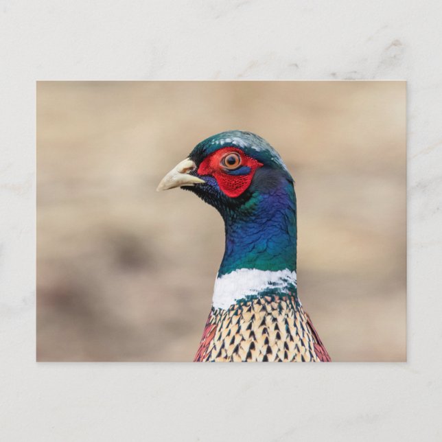 Portrait of a pheasant postcard (Front)