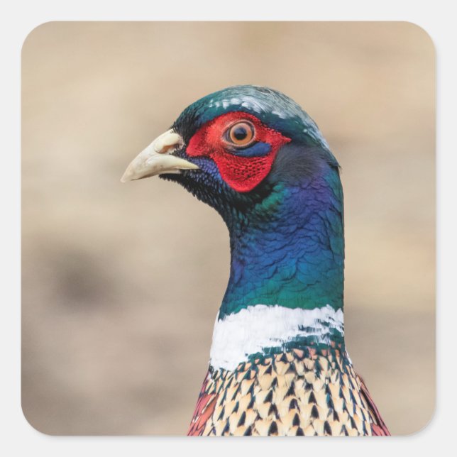 Portrait of a pheasant square sticker (Front)