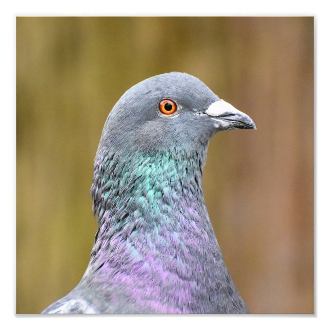 Portrait Of A Pigeon  Photo Print (Front)