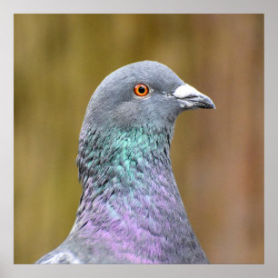 Portrait Of A Pigeon Poster