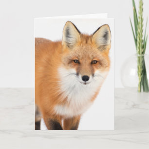 Portrait of a Red Fox Holiday Card
