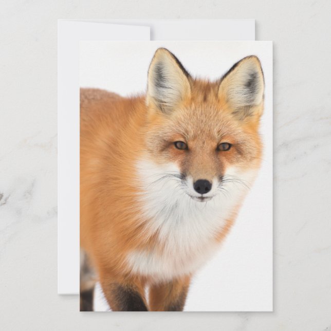 Portrait of a Red Fox Holiday Card (Front)