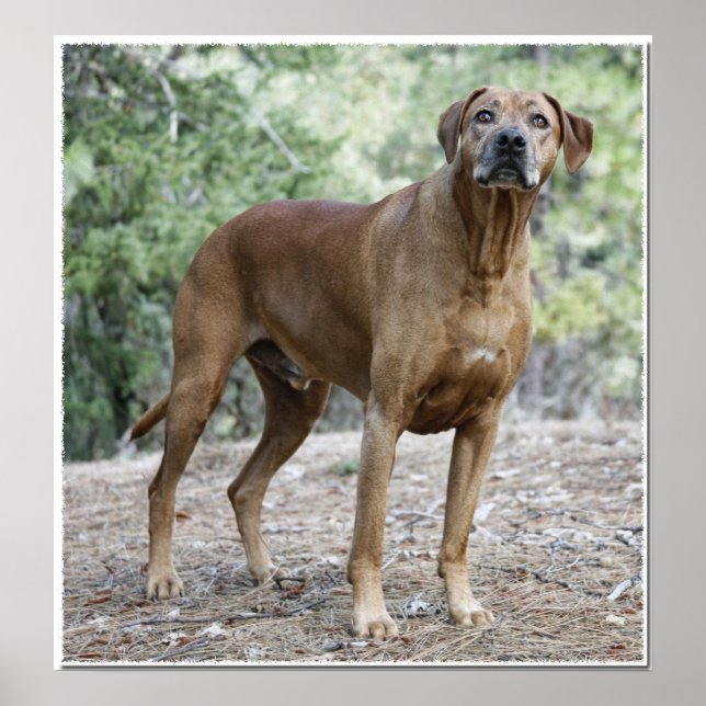 Portrait of a Rhodesian Ridgeback Poster (Front)