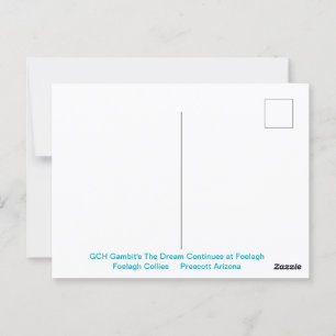 Portrait of a Rough Sable Collie Postcard