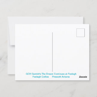 Portrait of a Rough Sable Collie Postcard