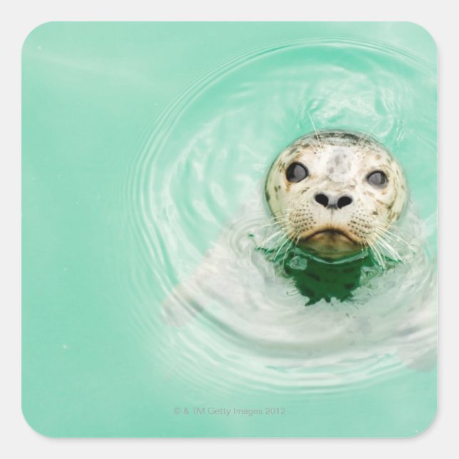 Portrait of a seal in water (Front)