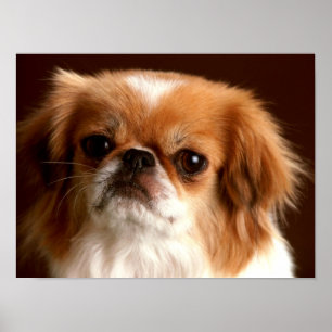 Portrait of a Spaniel dog Poster