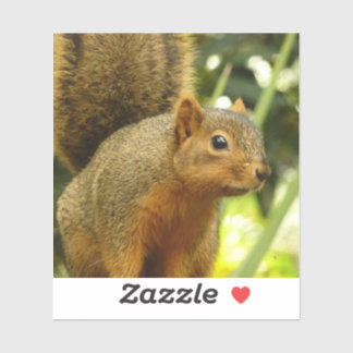 Portrait of a Squirrel Nature Animal Photography