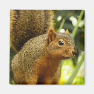 Portrait of a Squirrel Nature Animal Photography Magnet