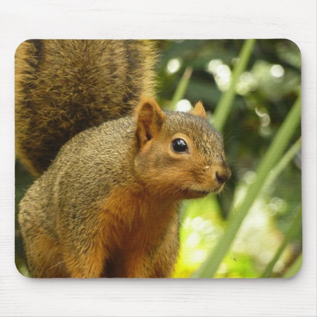 Portrait of a Squirrel Nature Animal Photography Mouse Pad (Front)