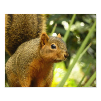 Portrait of a Squirrel Nature Animal Photography Photo Print