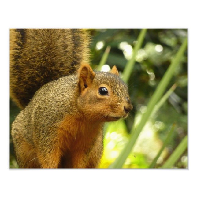 Portrait of a Squirrel Nature Animal Photography Photo Print (Front)