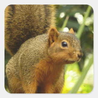 Portrait of a Squirrel Nature Animal Photography Square Sticker