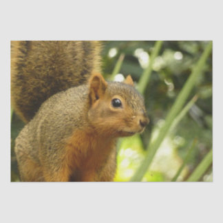 Portrait of a Squirrel Nature Animal Photography Tissue Paper
