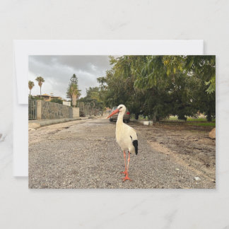 Portrait of a Stork Holiday Card