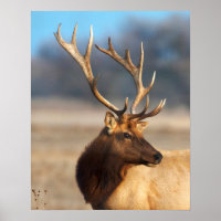 Portrait of a stunning bull elk