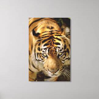 Portrait of a tiger canvas print
