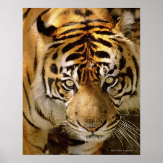 Portrait of a tiger poster
