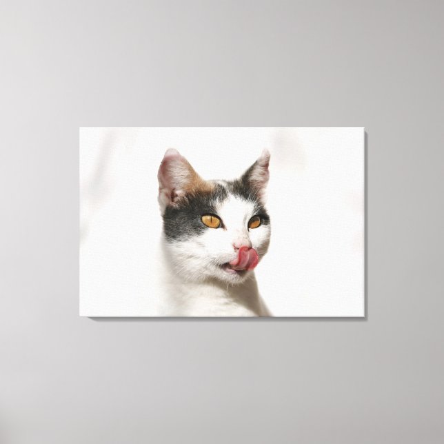 Portrait of a white cat licking canvas print (Front)