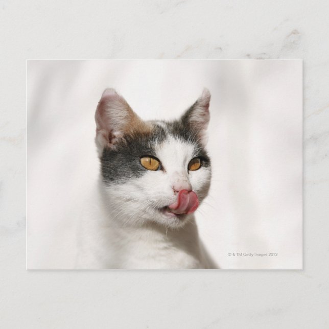 Portrait of a white cat licking postcard (Front)