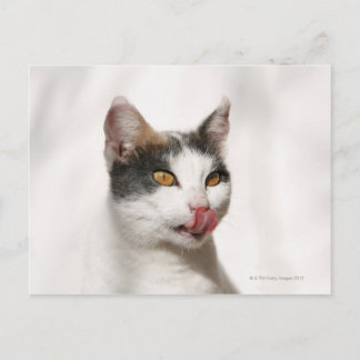 Portrait of a white cat licking postcard