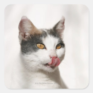 Portrait of a white cat licking square sticker