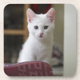 Portrait of a white kitten, Sweden. Coaster