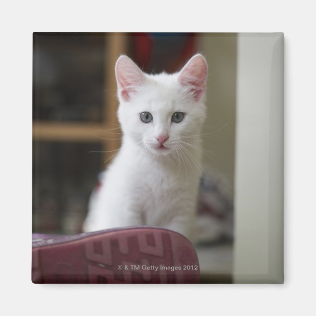 Portrait of a white kitten, Sweden. Magnet (Front)