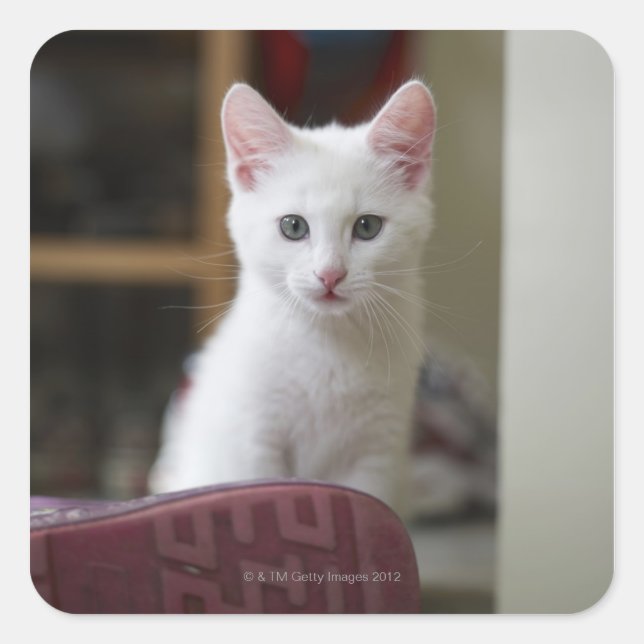Portrait of a white kitten, Sweden. Square Sticker (Front)