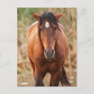 Portrait of a Wild Mustang Postcard