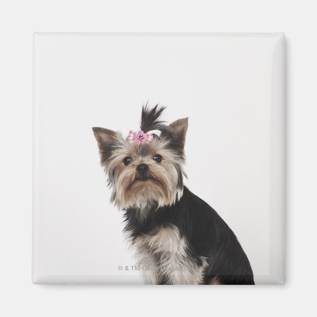 Portrait of a Yorkshire Terrier dog Magnet (Front)