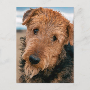 Portrait of an Airedale Terrier 2 Postcard