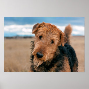 Portrait of an Airedale Terrier 2 Poster