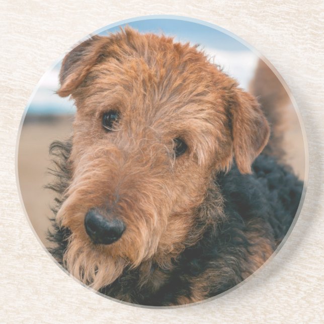Portrait of an Airedale Terrier Coaster (Front)