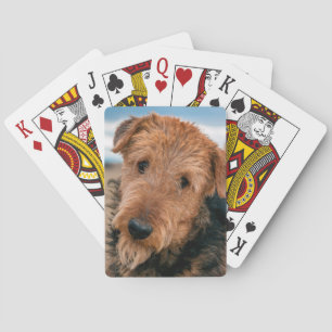 Portrait of an Airedale Terrier Playing Cards