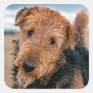 Portrait of an Airedale Terrier Square Sticker
