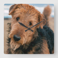 Portrait of an Airedale Terrier