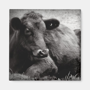 Portrait of an Angus Magnet