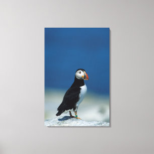 Portrait of an Atlantic Puffin Canvas Print