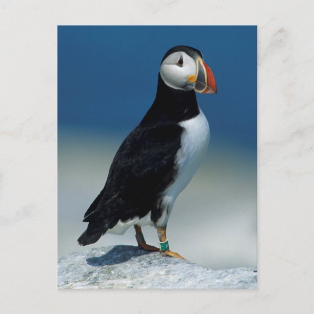 Portrait of an Atlantic Puffin Postcard (Front)