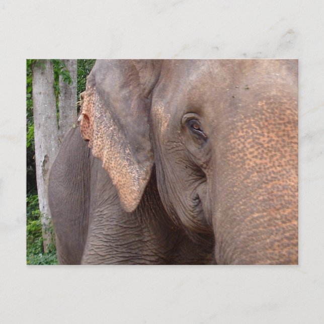 Portrait of an elephant postcard (Front)