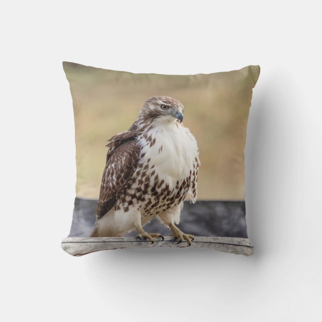 Portrait of an Immature Red Tailed Hawk Cushion (Front)