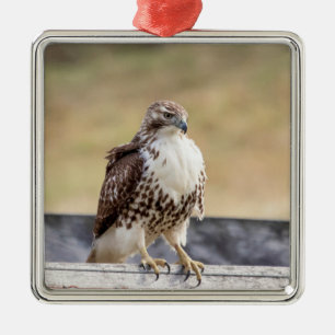 Portrait of an Immature Red Tailed Hawk Metal Tree Decoration