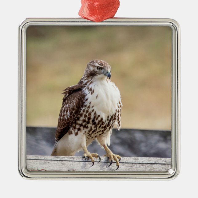 Portrait of an Immature Red Tailed Hawk Metal Tree Decoration (Front)