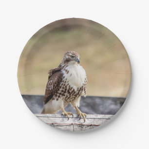 Portrait of an Immature Red Tailed Hawk Paper Plate