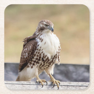 Portrait of an Immature Red Tailed Hawk Square Paper Coaster