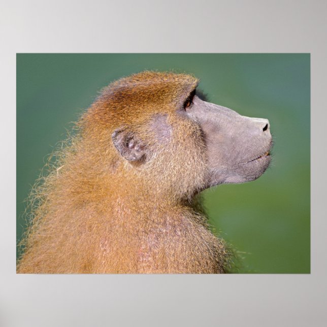 Portrait of baboon poster (Front)