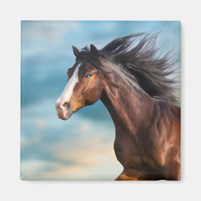  Portrait of Beautiful Horse with Long Mane        Magnet (Front)