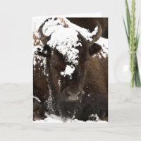Portrait of Bison Covered in Snow