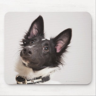 Portrait of black and white shetland sheepdog mouse pad
